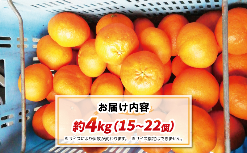 甘平 4kg 15~22個 ハウス栽培 南予ファーム かんぺい 高級 希少 限定 品種 ブランド シャキシャキ 甘い 果物 くだもの フルーツ 柑橘 みかん mikan 愛媛みかん 愛媛蜜柑 愛媛ミカン ハウスみかん ハウス蜜柑 農家直送 国産 愛媛 宇和島 B024-082003