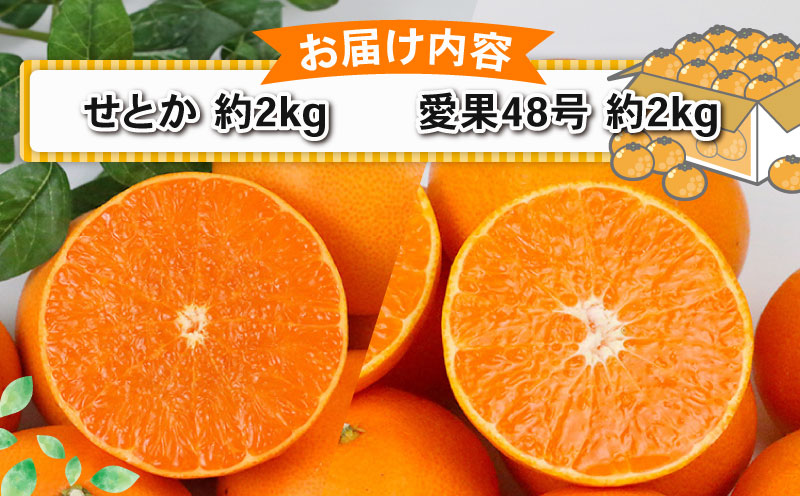 せとか 2kg 愛果48号 2kg 食べ比べ セット 計4kg Shirai.agrifarm 先行予約 みかん 愛媛ミカン 愛媛蜜柑 mikan 柑橘 果物 くだもの フルーツ 高級 ブランド 限定 品種 濃厚 甘い 甘味 蜜柑 ゼリー プルプル 産地直送 農家直送 数量限定 国産 愛媛 宇和島 B025-115009