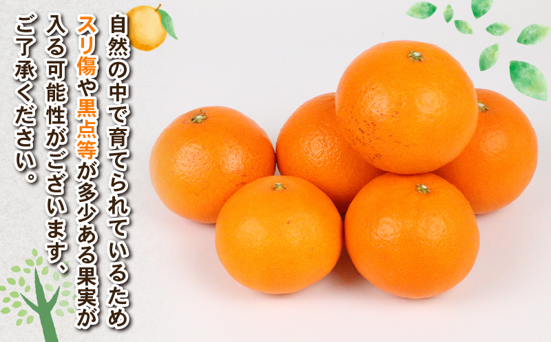 愛果48号 新品種 約4kg M~3L サイズ Shirai.agrifarm 先行予約 高級柑橘 みかん 愛媛ミカン 愛媛蜜柑 mikan 柑橘 果物 愛果28号 甘平 くだもの フルーツ 高級 ブランド 美味しい 濃厚 蜜柑 産地直送 農家直送 数量限定 国産 愛媛 宇和島 B030-115007