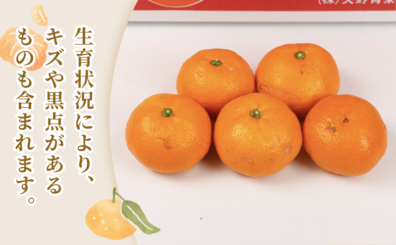 旬の 温州みかん ポンカン 5kg × 4回 定期便 矢野青果 準贈答用 極早生 宮川早生 南柑20号 ぽんかん みかん mikan 愛媛みかん 愛媛ミカン 愛媛蜜柑 果物 くだもの フルーツ 濃厚 甘い 甘味 さっぱり 酸味 蜜柑 産地直送 数量限定 国産 愛媛 宇和島 B048-171029
