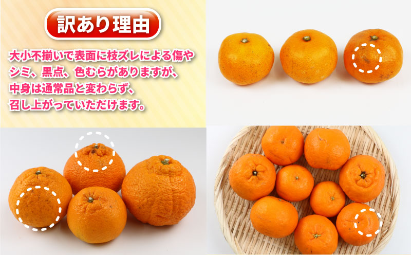 訳あり 旬 の 柑橘定期便 全5回 杉本屋 わけあり みかん定期便 極早生 完熟みかん 柑橘 みかん ポンカン 不知火 完熟 温州みかん 土佐文旦 文旦 ていきびん mikan 愛媛みかん 愛媛ミカン 愛媛蜜柑 早生温州 温州 甘い 果物 フルーツ 柑橘 蜜柑 産地直送 数量限定 国産 愛媛 宇和島 B050-143025