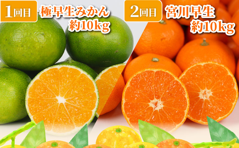 旬の 温州みかん ポンカン 10kg × 4回 定期便 矢野青果 準贈答用 極早生 宮川早生 南柑20号 ぽんかん みかん mikan 愛媛みかん 愛媛ミカン 愛媛蜜柑 果物 くだもの フルーツ 濃厚 甘い 甘味 さっぱり 酸味 蜜柑 産地直送 数量限定 国産 愛媛 宇和島 B096-171030