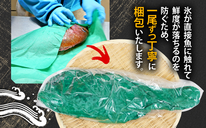真鯛 1尾 宇和海産 神経締め こもこもShop 神経〆 まるごと 海の鯛陽 鯛 マダイ タイ 養殖 刺身 お刺身 お刺し身 刺し身 人気 鯛めし 鯛茶漬け 鯛しゃぶ 塩焼き 煮付け アレンジ 新鮮 冷蔵 国産 愛媛 宇和島 D013-186001