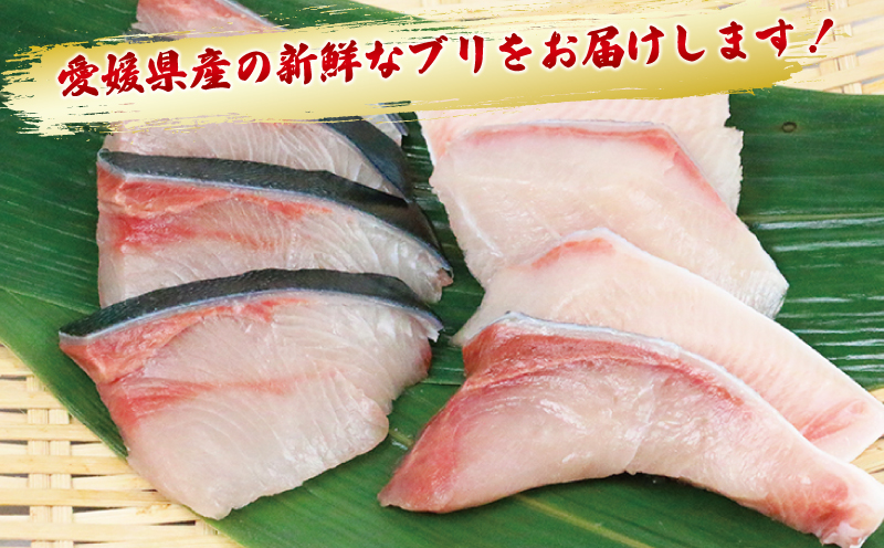 【訳あり】 ブリ 鰤 切身 計 2kg セット (250g×8 パック) 味付け オイル 付き 南予ビージョイ 骨なし buri ぶり 便利 魚 D018-150015