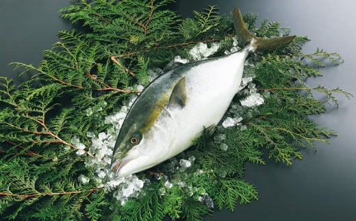 【ブリしゃぶ】 戸島ブリ 600g フレッシュつちやま 先行予約 鰤しゃぶ 新鮮 養殖 buri D020-096013