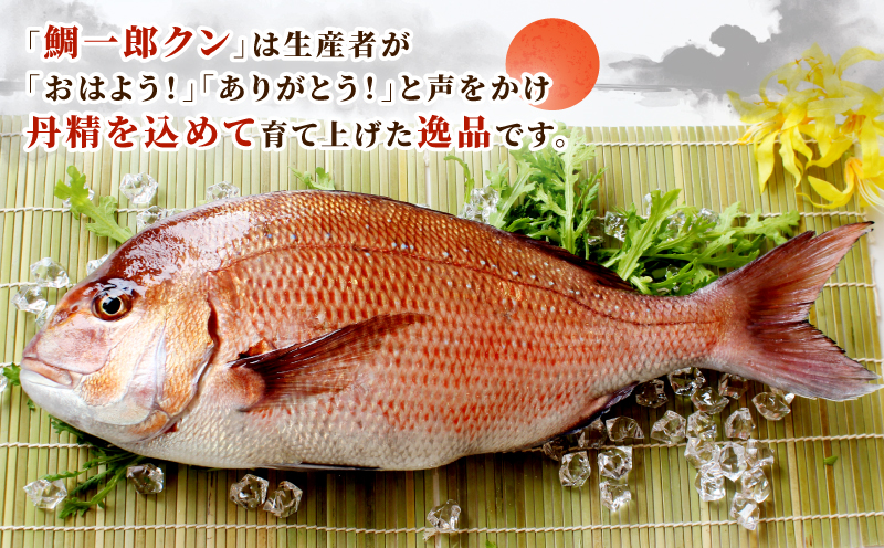 真鯛 鯛一郎クン 皮なし ロイン 4枚 株式会社タイチ 鯛 タイ たい tai マダイ まだい 養殖 刺身 お刺身 お刺し身 鯛めし 鯛茶漬け 漬け丼 丼 鯛しゃぶ しゃぶしゃぶ アレンジ 冷凍 真空パック 新鮮 産地直送 国産 愛媛 宇和島 D026-195002