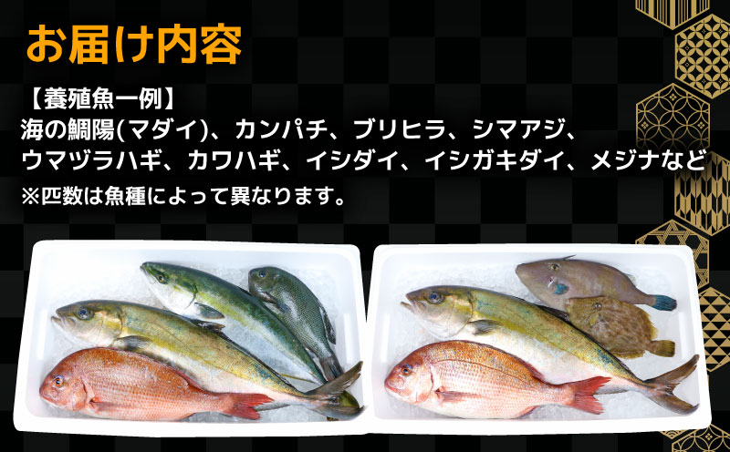 鮮魚 セット 神経締め 宇和海産 2種 こもこもShop 鮮魚詰合せ 神経〆 まるごと タイ カンパチ ブリヒラ シマアジ カワハギ イシダイ 養殖 刺身 お刺身 お刺し身 刺し身 人気 鯛 鯛めし 塩焼き 煮付け 焼き魚 アレンジ 新鮮 産地直送 冷蔵 国産 愛媛 宇和島 D040-186007