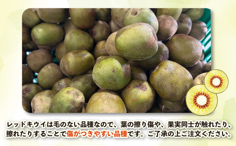 レッドキウイ 2kg 訳あり マル南フルーツ 先行予約 数量限定 キウイ キウイフルーツ 紅妃 レインボーレッド 産地直送 高級 希少 果物 フルーツ 国産 愛媛 宇和島 F010-106029