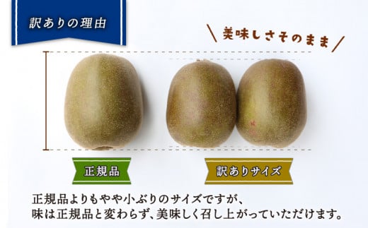 【訳あり】 レッドキウイ 紅妃 2kg 先行予約 Shirai.agrifarm キウイフルーツ 果物 くだもの フルーツ 高級 国産 F010-115002