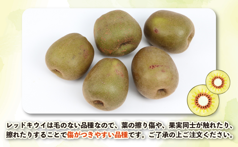 【先行予約】 レッドキウイ 紅妃 2kg 果物 くだもの Shirai.agrifarm フルーツ キウイフルーツ 高級 国産 愛媛 宇和島 F012-115001