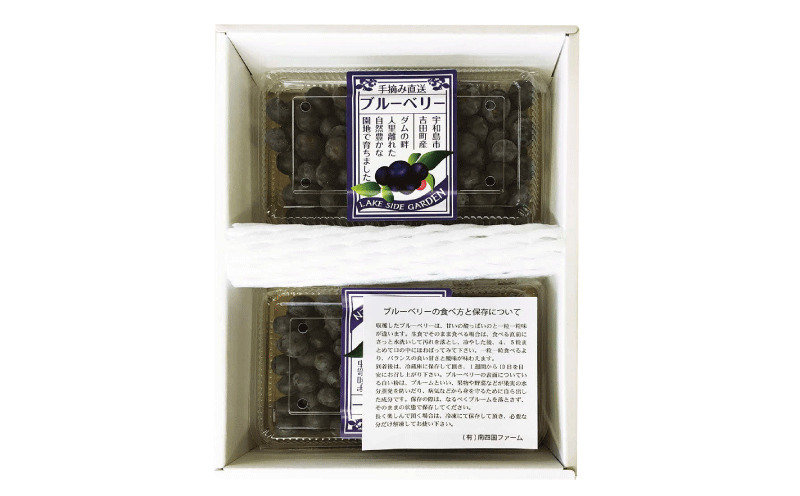【先行予約】ブルーベリー 約1.3kg 南四国ファーム ぶるーべりー berry F013-035006