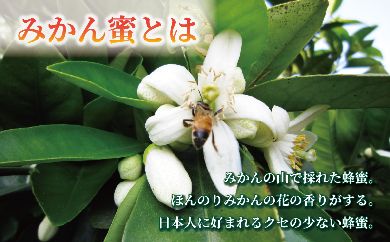 国産はちみつ みかん蜜 500g ギフト箱入 元気や みかん 愛媛みかん mikan 人気ハチミツ 国産純粋はちみつ 蜂蜜 はちみつ ハチミツ ハニー honey 非加熱 国産蜂蜜 純粋はちみつ 純粋蜂蜜 生はちみつ 天然はちみつ 産地直送 国産 愛媛 宇和島 F016-176005