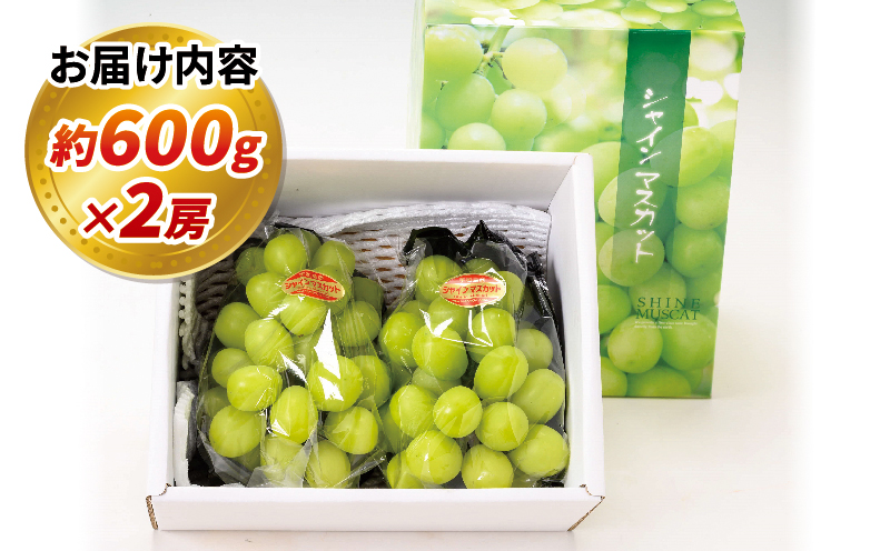 種無し シャインマスカット 計 1.2kg 600g × 2房 南予ファーム 大粒 甘い シャイン マスカット ぶどう ブドウ 葡萄 高級 人気 果物 くだもの フルーツ デザート スイーツ おやつ 農家直送 産地直送 数量限定 国産 愛媛 宇和島 F020-082007