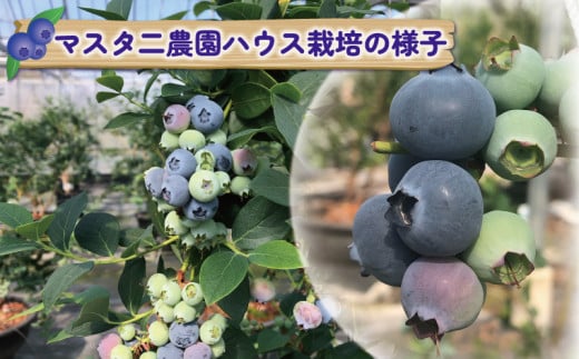 ブルーベリー 大粒 1kg マスタニ農園 ハウス栽培 生ブルーベリー 美味しい 500g×2パック 小分け パック 生  ベリー 果物 フルーツ デザート スイーツ ポリフェノール  抗酸化作用果物 冷蔵 農家直送 産地直送 数量限定 国産 愛媛 宇和島 F020-136002