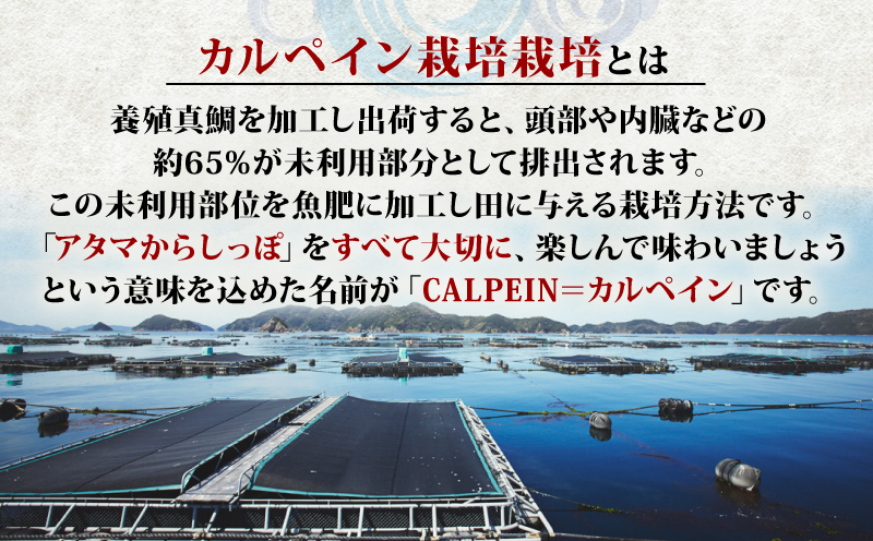 新米 コシヒカリ 魚乃まいひめ カルペイン栽培 計 1升 2合 × 5袋 精米 秀長水産 お米 米 環境保全 カルペイン 鯛 真鯛 魚肥 使用 こめ  コメ kome 小分け お弁当 弁当 おにぎり ふっくら ツヤツヤ 美味しい 甘い 備蓄 防災