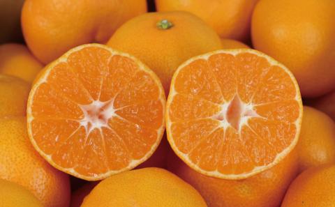 愛媛 みかん 早生温州 家庭用 7kg 大小混合 南四国ファーム B010-035001