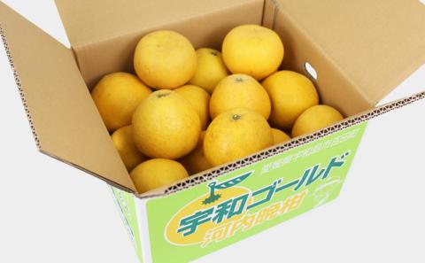 河内晩柑 家庭用 10kg 高須賀農園 先行予約 晩柑 かわちばんかん 和製 グレープフルーツ 果物 フルーツ 柑橘 みかん 蜜柑 農家直送 産地直送 数量限定 国産 愛媛 宇和島 B012-179001