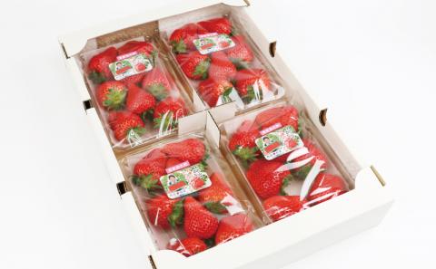 いちご 甘み たっぷり あまおとめ 1.2kg ( 300g × 4パック ) 西田農園 先行予約 甘い あまい 苺 イチゴ ストロベリー 旬 果物 フルーツ 朝食 ヨーグルト スムージー デザート スイーツ ジャム おやつ  数量限定 国産 愛媛 宇和島 F015-124001