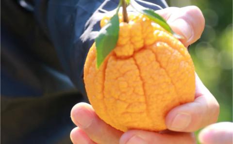 不知火 5kg 有機肥料栽培 完熟 ほんとのみかん清家農園 しらぬい 先行予約 高級柑橘 果物 くだもの フルーツ 柑橘 みかん 蜜柑 mikan 高級 愛媛県産 愛媛ミカン 愛媛蜜柑 愛媛みかん 有機肥料 数量限定 産地直送 農家直送 国産 愛媛 宇和島 B018-040001