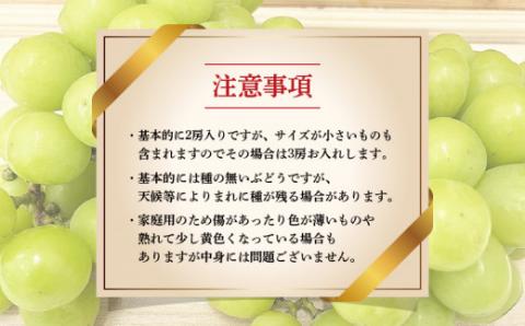 訳あり シャインマスカット 1kg ( 2～3房 ) マル南フルーツ 数量限定 大粒 種無し 甘い マスカット ぶどう 果物 フルーツ 国産 愛媛 宇和島 F012-106028