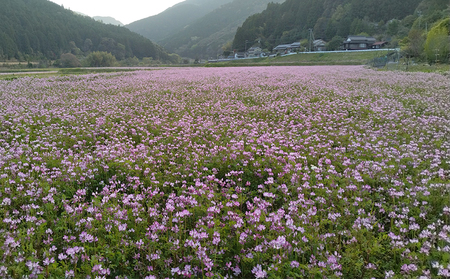 新米 先行予約 精米 清流 れんげ米 にこまる 10kg かわたのお米屋さん 11月以降発送 米 kome おこめ 白米 ごはん お弁当 おにぎり ブランド米 ふっくら ツヤツヤ 甘い 粘り 美味しい ライス 農家直送 産地直送 数量限定 国産 愛媛 宇和島 G020-134003