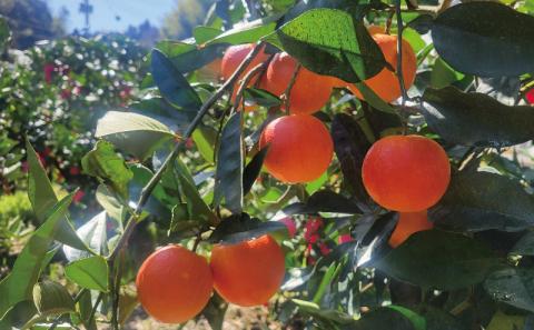 ブラッドオレンジ タロッコ 4.5kg ブラッド オレンジ 愛媛みかん オレンジ つばさ農園 ブラッド オレンジ B010-048003