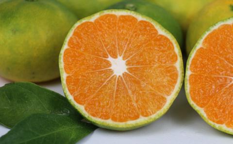 【先行予約】愛媛みかん 極早生 家庭用 家庭用 10kg 先行予約 ワールドファーマーズ 蜜柑 mikan 甘い 美味しい 農家直送 産地直送 数量限定 国産 宇和島 B010-024015