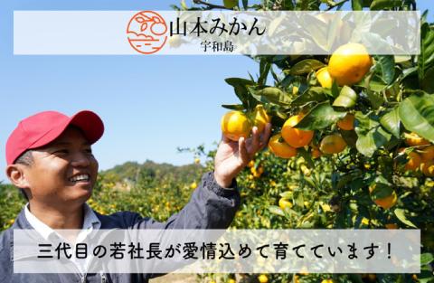 柑橘定期便 7回 みかん 山本みかん B060-038008