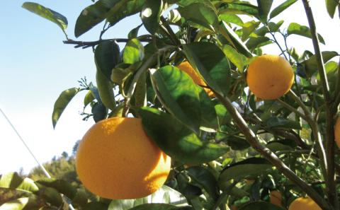 愛媛みかん 甘夏 4kg 栽培期間中 農薬 化学肥料 除草剤  不使用 なかい果樹園 あまなつ 夏みかん 果物 くだもの フルーツ 柑橘 みかん 蜜柑 mikan 愛媛ミカン 愛媛蜜柑 数量限定 産地直送 農家直送 国産 愛媛 宇和島 B010-144003