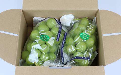 数量限定 大粒 種無し シャインマスカット 1.2kg 2房 若宮農園 甘い マスカット ぶどう 葡萄 産地直送 農家直送 高級 人気 果物 フルーツ 国産 愛媛 宇和島 F016-152001