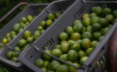 蜜柑 愛媛 極早生 みかん 5kg 先行予約 青切り おおいた 早生 コルレオファーム 先行予約 極早生みかん mikan 温州みかん うんしゅうみかん 温州 うんしゅう 蜜柑 さっぱり 爽やか 甘味 酸味 美味しい 果物 フルーツ 柑橘 農家直送 産地直送 数量限定 国産 宇和島  B010-145002