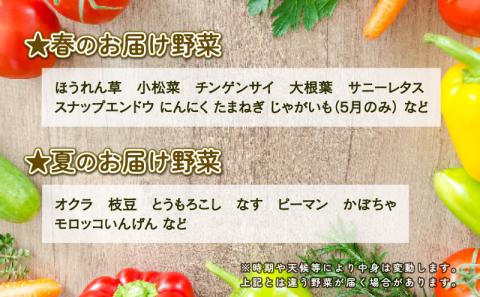 季節のおまかせ 野菜 セット はまだ農園 やさい 野菜セット 美味しい 新鮮 小分け 季節 お任せ 食べ比べ 旬野菜 旬 詰め合わせ 季節限定 季節野菜 フレッシュ yasai 農家直送 産地直送 数量限定 国産 愛媛 宇和島 F010-139001