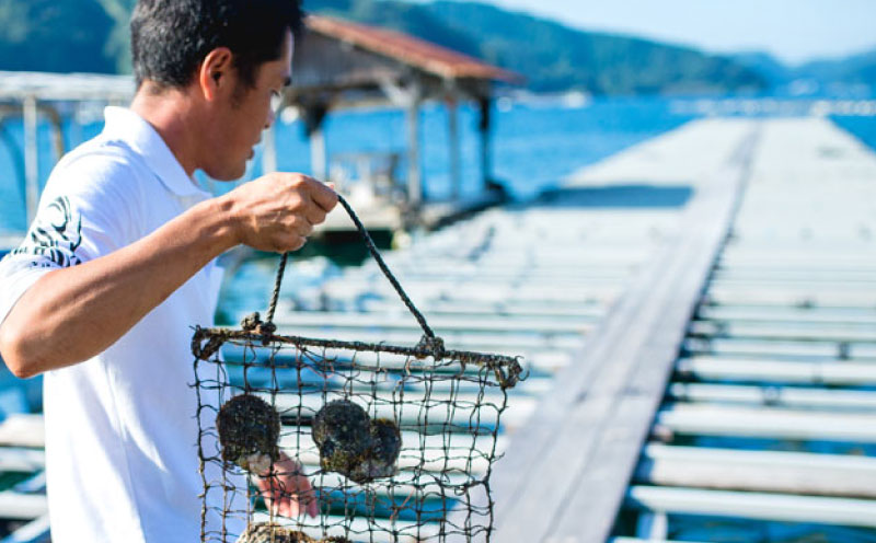 真珠 パール メモリアルパール 7.0～8.0mm 土居真珠  akoya 本真珠 アコヤ真珠 真珠 プレゼント 高級 贈り物 贈答品 お祝い 就職祝い 記念日 特産品 国産 愛媛 宇和島  A062-012019