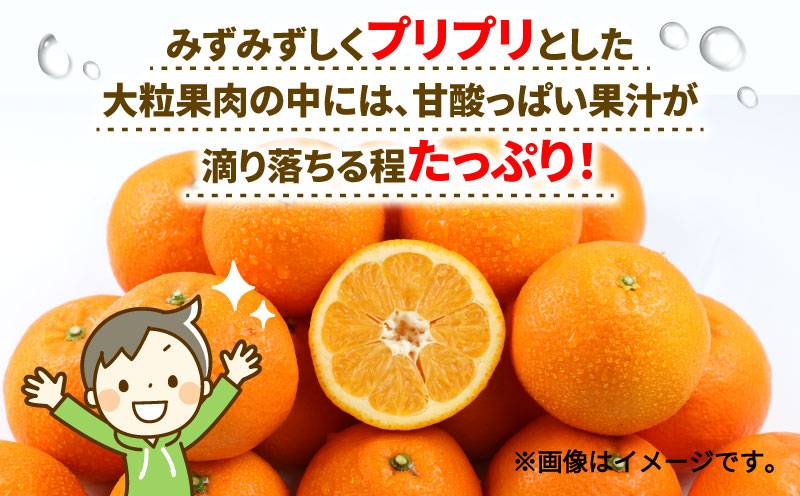 愛媛みかん 訳あり 伊予柑 10kg ワールドファーマーズ わけあり いよかん 愛媛ミカン 愛媛蜜柑 訳ありみかん 訳あり蜜柑 mikan 果物 くだもの フルーツ 柑橘 みかん 蜜柑 数量限定 産地直送 国産 愛媛 宇和島 B010-024022