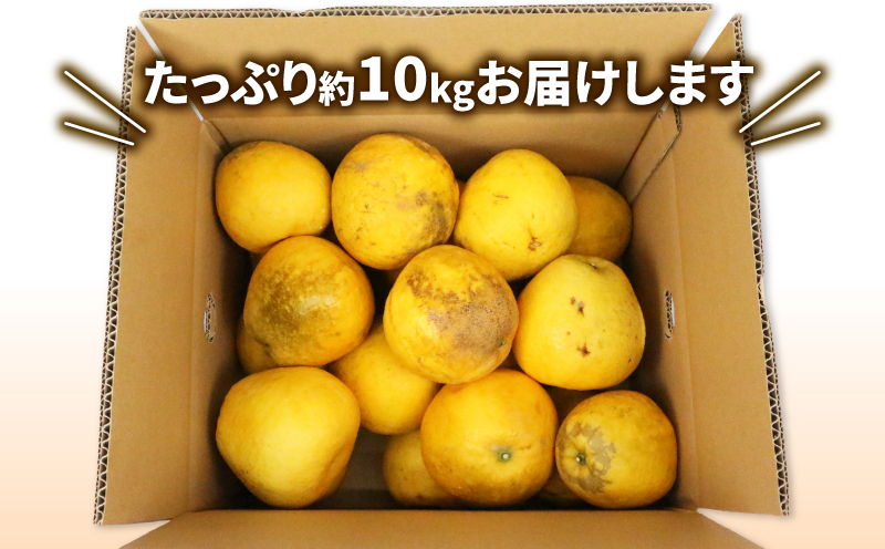愛媛みかん 訳あり 河内晩柑 10kg ワールドファーマーズ 先行予約 わけあり 愛媛ミカン 愛媛蜜柑 mikan 晩柑 かわちばんかん 和製 グレープフルーツ 果物 フルーツ 柑橘 みかん 蜜柑 産地直送 農家直送 数量限定 国産 愛媛 宇和島 B010-024026