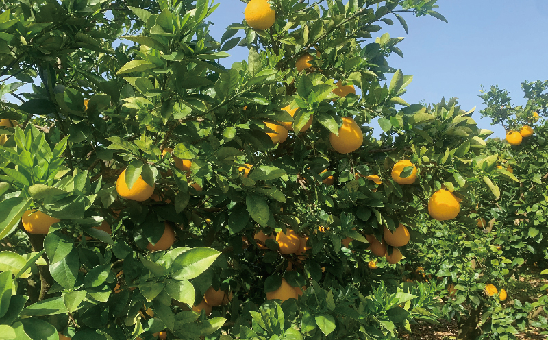 家庭用 愛媛みかん 木成り 河内晩柑 7kg 南四国ファーム 先行予約 晩柑 かわちばんかん 和製 グレープフルーツ 果物 くだもの フルーツ 柑橘 みかん 蜜柑 爽やかみかん 宇和島みかん 吉田みかん 河内晩柑みかん 数量限定 産地直送 国産 愛媛 宇和島 B010-035013