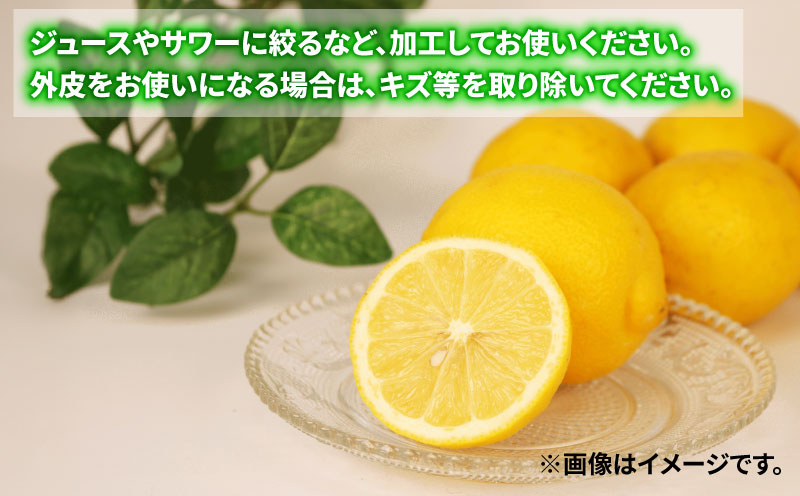 訳あり レモン 約5kg 南四国ファーム 先行予約 わけあり れもん 檸檬 remon レモン 果汁 酸味 爽やか 果実 サワー ジュース チューハイ 果物 くだもの ビタミン フルーツ 柑橘 産地直送 数量限定 国産 愛媛 宇和島 B010-035019