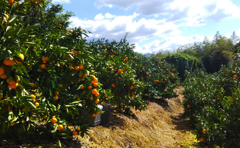 訳あり 早生 6kg ふるくとファーム かなこちゃんち 果物 くだもの フルーツ 柑橘 みかん 蜜柑 mikan ビタミンC たっぷり 愛媛ミカン 愛媛蜜柑 愛媛みかん 農家直送 産地直送 数量限定 国産 愛媛 宇和島 B010-037004