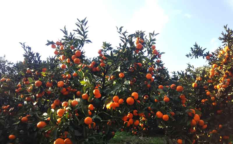 訳あり 南柑20号 6kg ふるくとファーム かなこちゃんち 温州みかん 果物 くだもの フルーツ 柑橘 みかん 蜜柑 mikan ビタミンC たっぷり 愛媛ミカン 愛媛蜜柑 愛媛みかん 農家直送 産地直送 数量限定 国産 愛媛 宇和島 B010-037005