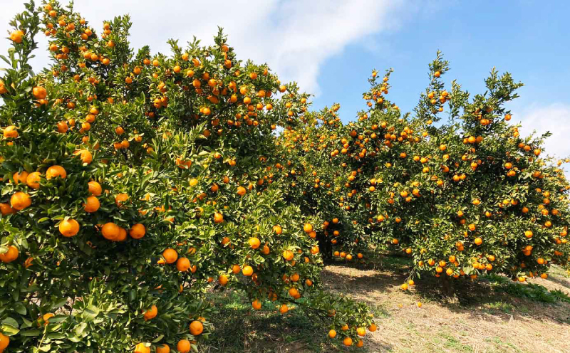 訳あり ポンカン みかん 約5.5kg 2月頃発送予定！ ふるくとファーム 先行予約 かなこちゃん サイズ混合 わけあり 今津 果物 くだもの フルーツ 柑橘 かんきつ 人気 蜜柑 濃厚 甘い 甘味 農家直送 産地直送 数量限定 国産 愛媛 宇和島 B010-037006