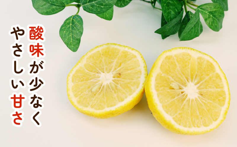 訳あり はるか みかん 約5.5kg ふるくとファーム サイズ混合 かなこちゃん はるかみかん 先行予約 果物 くだもの フルーツ 甘い 爽やか 美味しい 柑橘 蜜柑 mikan 愛媛ミカン 愛媛蜜柑 愛媛みかん 訳アリ 訳あり品 訳有り わけあり 数量限定 産地直送 国産 愛媛 宇和島 B010-037007