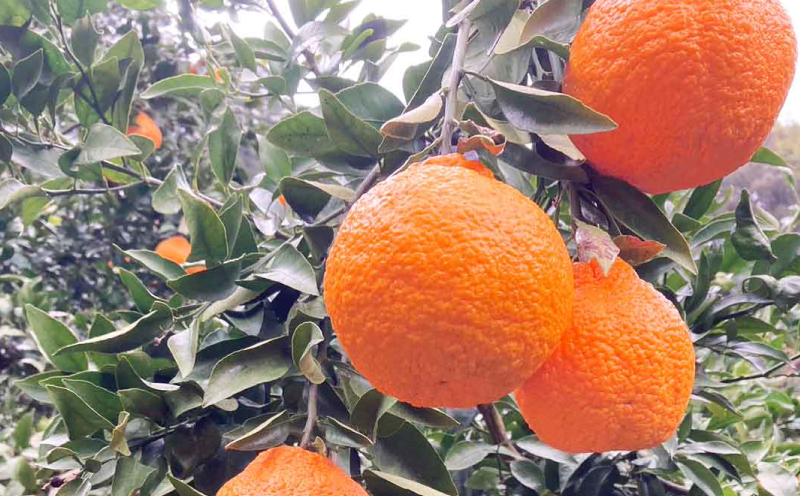 訳あり 不知火 約5.5kg ふるくとファーム しらぬい 先行予約 果物 くだもの わけあり 訳あり品 フルーツ 柑橘 蜜柑 みかん 不知火みかん mikan ミカン グルメ お取り寄せ 訳アリ 訳あり品 デザート 愛媛県産 愛媛みかん 愛媛ミカン 愛媛蜜柑 数量限定 国産 愛媛 宇和島 B010-037008