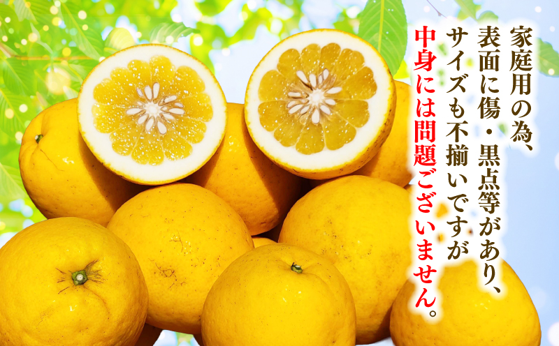 河内晩柑 9kg 愛媛みかん つばさ農園 先行予約 家庭用 晩柑 かわちばんかん 晩柑 和製 グレープフルーツ 愛媛蜜柑 愛媛県産 果物 くだもの フルーツ 柑橘 みかん 蜜柑 mikan産地直送 農家直送 産地直送 数量限定 国産 愛媛 宇和島 B010-048004