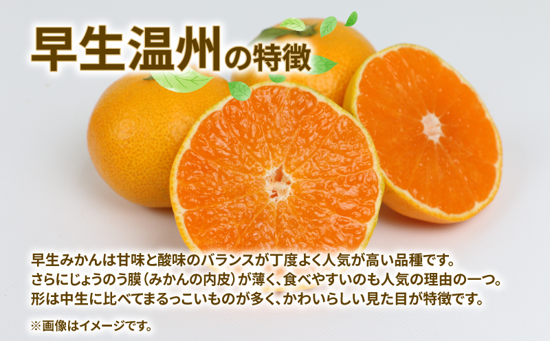 訳あり 愛媛 みかん 早生 温州 10kg 陽だまりミカン 早生温州 早生みかん 温州みかん 果物 くだもの フルーツ 柑橘 蜜柑 農家直送 産地直送 数量限定 国産 愛媛 宇和島 B010-050006