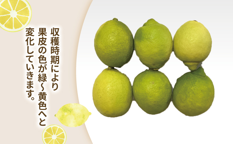 訳あり レモン 約5kg 玉津柑橘倶楽部 先行予約 サイズ 不揃い 訳アリ れもん 檸檬 remon 酸味 爽やか 果実 サワー ジュース チューハイ 果物 くだもの フルーツ 柑橘 愛媛蜜柑 愛媛みかん わけあり 訳あり品 産地直送 数量限定 国産 愛媛 宇和島 B010-072045