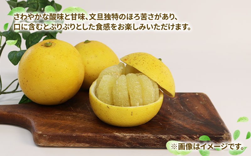 訳あり 文旦 約7kg 玉津柑橘倶楽部 先行予約 サイズ 不揃い ザボン ぶんたん ボンタン 果実 果物 くだもの フルーツ 柑橘 愛媛蜜柑 愛媛みかん 訳アリ わけあり 訳あり品 産地直送 数量限定 国産 愛媛 宇和島 B010-072046