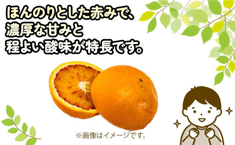 訳あり ブラッドオレンジ タロッコ 約5kg 玉津柑橘倶楽部 先行予約 サイズ 不揃い オレンジ 果実 果物 くだもの フルーツ 柑橘 愛媛蜜柑 愛媛みかん mikan 訳アリ わけあり 訳あり品 産地直送 数量限定 国産 愛媛 宇和島 B010-072047