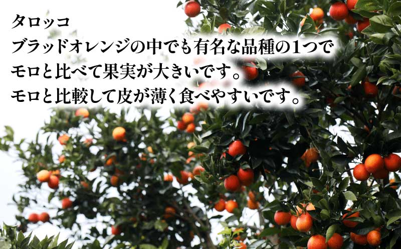 先行予約 贈答用 おまかせ ブラッドオレンジ モロ タロッコ 3kg YAMAUCHI FARM 愛媛みかん 愛媛蜜柑 愛媛ミカン オレンジ 玉津 みかん mikan 果物 フルーツ 柑橘 濃厚 甘い 甘味 蜜柑 産地直送 農家直送 数量限定 国産 愛媛 宇和島 B010-084004
