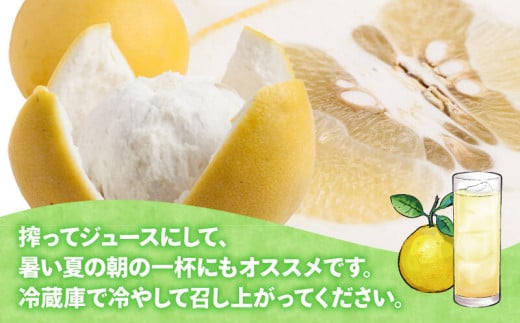 贈答用 河内晩柑 3kg YAMAUCHI FARM 晩柑 かわちばんかん 和製 グレープフルーツ 愛媛みかん 愛媛蜜柑 愛媛ミカン mikan 先行予約 果物 フルーツ くだもの 柑橘 さっぱり 蜜柑 ギフト 産地直送 農家直送 数量限定 国産 愛媛 宇和島 B010-084005