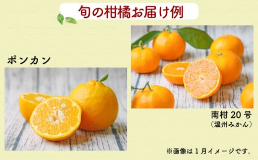 【品種おまかせ】柑橘  詰合せ セット 3~5kg 家庭用 フレッシュつちやま 先行予約 みかん mikan 蜜柑 愛媛 果物 くだもの フルーツ B010-096011